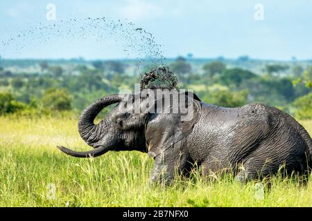 African Elephant  taking a mud bath in the Kruger National Park, South Africa