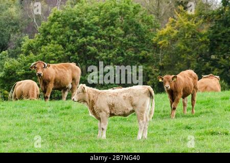 Bos Taurus, Charolais domestic cattle livestock on a grass pasture in the countryside in Germany, Western Europe Stock Photo