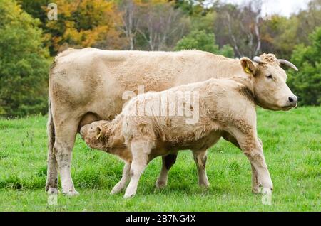 Bos Taurus, Charolais domestic cattle livestock on a grass pasture in the countryside in Germany, Western Europe Stock Photo