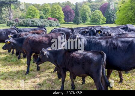 Aberdeen Angus cattle grazing in a meadow on the Tyntesfield estate, nr Wraxall, North Somerset, England, UK Stock Photo