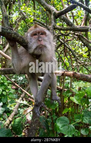 Long-tailed Macaque (Macaca fascicularis). Monkey in monkey-forest, Ubud,Bali,Indonesia Stock Photo