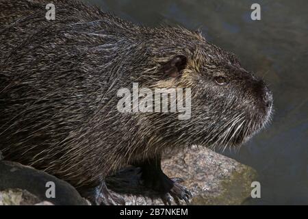 close up of coypu in zoo Stock Photo