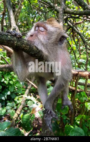 Long-tailed Macaque (Macaca fascicularis). Monkey in monkey-forest, Ubud,Bali,Indonesia Stock Photo