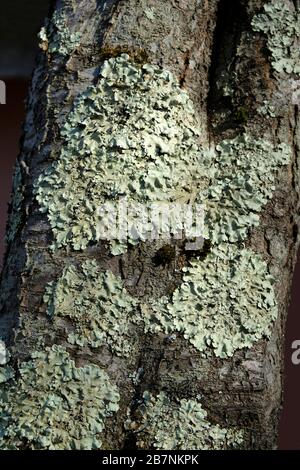 A lichen is a composite organism that arises from algae or cyanobacteria living among filaments of multiple fungi in a mutualistic relationship. Stock Photo