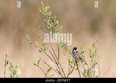 Reed Bunting on a tree branch in the spring Stock Photo