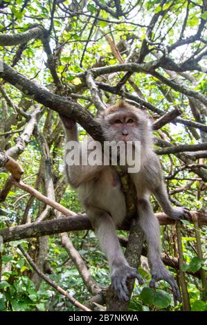 Long-tailed Macaque (Macaca fascicularis). Monkey in monkey-forest, Ubud,Bali,Indonesia Stock Photo