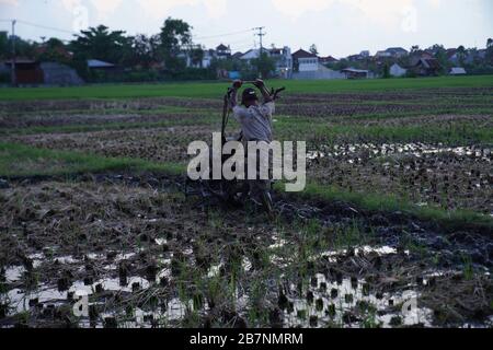 Farmer plowing a rice field using a hand tractor in the countryside Stock Photo