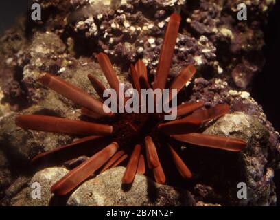 Red slate pencil urchin, Heterocentrotus mammillatus Stock Photo