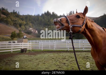 Portrait of a brown horse showing it's teeth while standing in a fenced paddock. Stock Photo