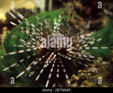 Echinothrix calamaris, known commonly as the banded sea urchin or double spined urchin Stock Photo