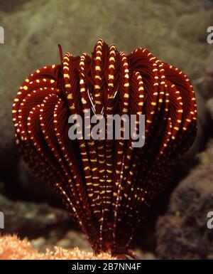 Red feather star, Himerometra robustipinna Stock Photo