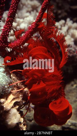 Red feather star, Himerometra robustipinna Stock Photo