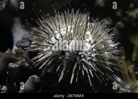 Variegated sea urchin, Lytechinus variegatus Stock Photo