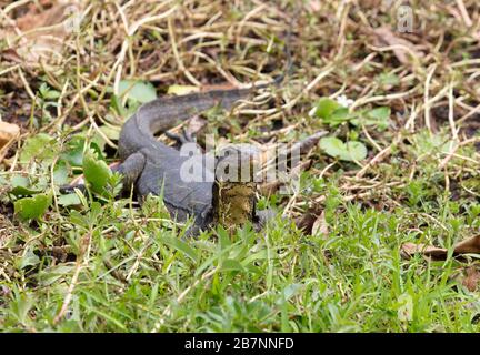 Malayan Water Monitor Lizard seen near a lake in the Singapore Botanical Gardens. Stock Photo