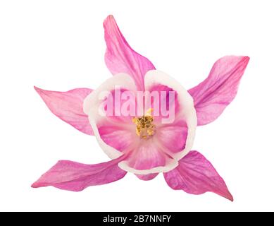 Aquilegia vulgaris (European columbine ) isolated on white background Stock Photo