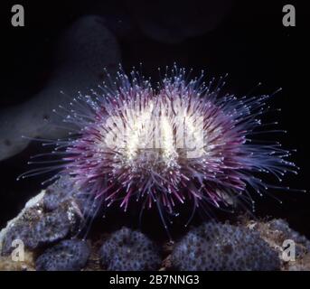 Variegated sea urchin, Lytechinus variegatus Stock Photo
