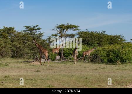 small group of giraffes and zebras in the savanna in the Masai Mara, Kenya Stock Photo