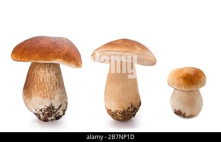 fresh Mushrooms   isolated  on white background Stock Photo