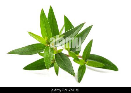 Fresh myrtle  branch  isolated on white background Stock Photo