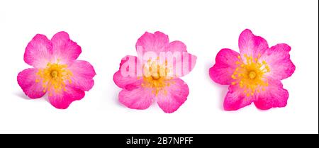 Dog rose (rosa canina) isolated on white background Stock Photo
