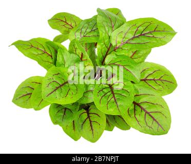 Red-veined sorrel isolated on white background Stock Photo