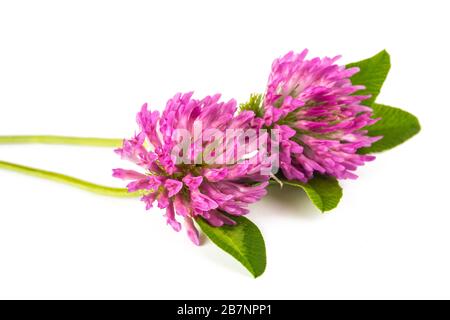 Red clover flowers  isolated on white background Stock Photo