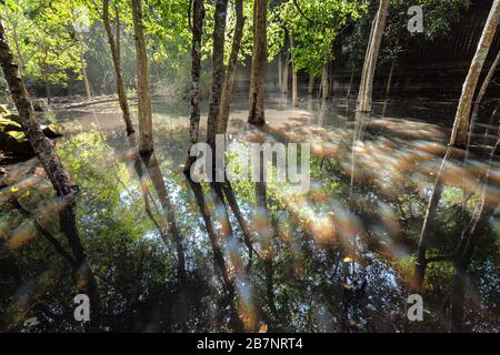 spring flooded forest in back light Stock Photo