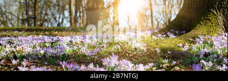 Beautiful crocuses growing through snow. First spring flowers Stock Photo