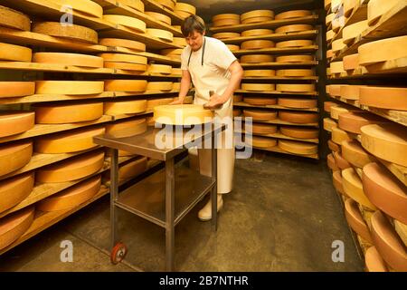 The cheeser brushes the surface of a wheel of cheese in the storage of his cheese diary. Stock Photo