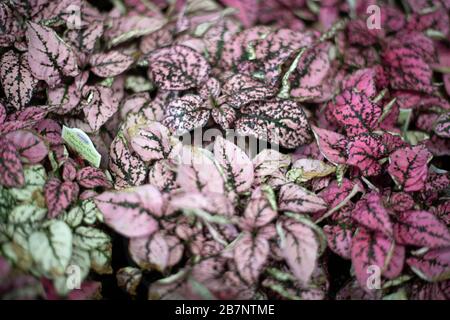 Pink Leaf Shrub Stock Photo