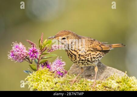 Song Thrush, Turdus philomelos, Perched in a British Garden, March 2020 Stock Photo