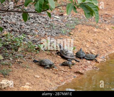 Red eared slider turtles seen near a lake in the Singapore Botanic Gardens. Stock Photo