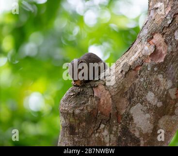 Slender Squirrel seen eating in a tree of the Singapore Botanic Gardens. Stock Photo