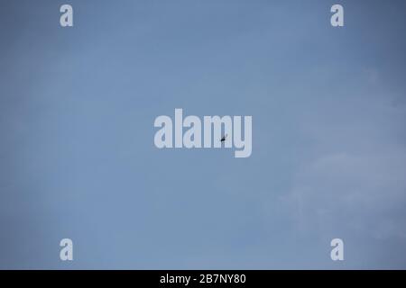 Bird of prey circles in the cloudless sky Stock Photo