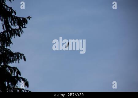 Bird of prey circles in the cloudless sky Stock Photo