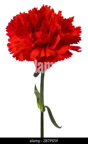 Red carnations flower isolated on white background. Stock Photo