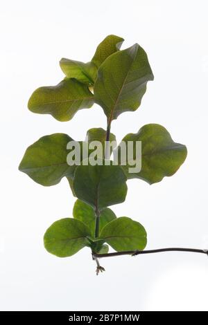 Plant Clematis, green leaves close-up on a white background, side view. Stock Photo