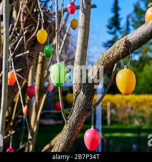 Colorful Easter eggs on branches in the garden as a decoration for Easter. Stock Photo