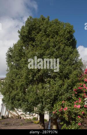 Spring Foliage of an Evergreen Syrian Juniper Tree (Juniperus drupacea) Growing in a Garden in Rural Devon, England, UK Stock Photo