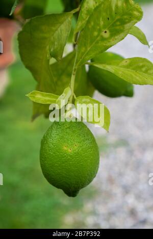 green lemon hanging on lemon tree Stock Photo