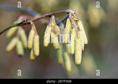 Hazel catkins (corylus avellana), also known as Cob-nut, close up of several catkins waiting for warmer weather to flower. Stock Photo