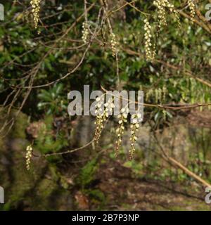 Winter Flowering Deciduous Early Stachyurus Shrub (Stachyurus praecox var. matsuzakii 'Issai') Growing in a Garden in Rural Devon, England,UK Stock Photo
