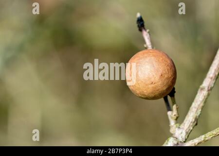 Close up of an old Oak Apple or Gall, created by a Gall Wasp (biorhiza pallida or andricus kollari) as a protective cocoon for it's larvae. Stock Photo