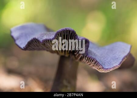 Violet webcap Stock Photo