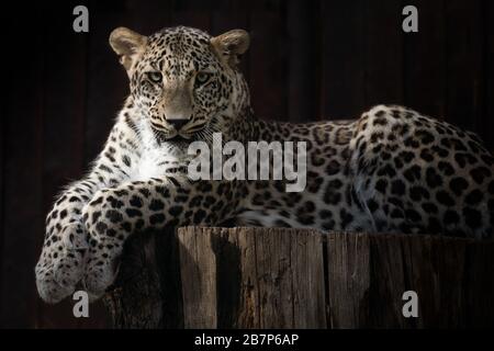 Portrait of the face of a young Asian leopard lying on a log Stock Photo