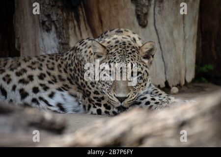 Beautiful female Asian leopard resting on the floor in a zoo Stock Photo