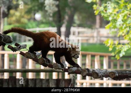 Portrait of an active red panda in a zoo crossing a bridge Stock Photo