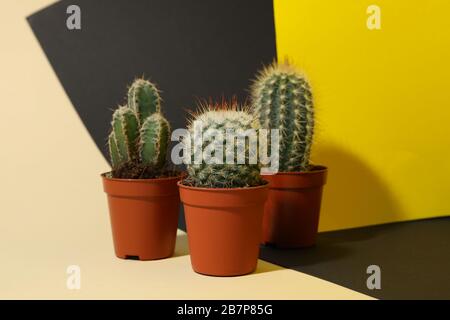Cacti in pots on three tone background. House plants Stock Photo