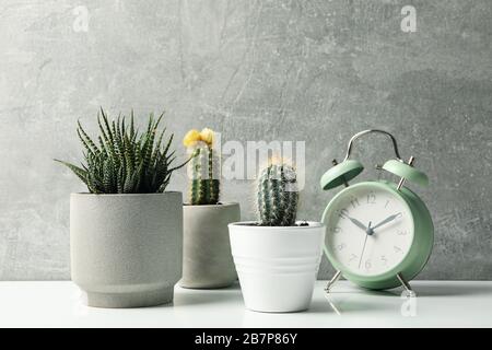 Succulent plants in pots against grey background. Houseplants Stock Photo