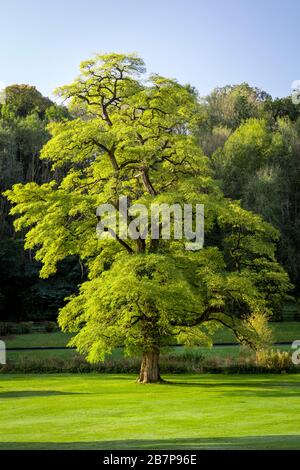 Large Honey Locust tree (Gleditsia Triacanthos) on the grounds of Manor House Hotel, Castle Combe, Wiltshire, England, UK Stock Photo